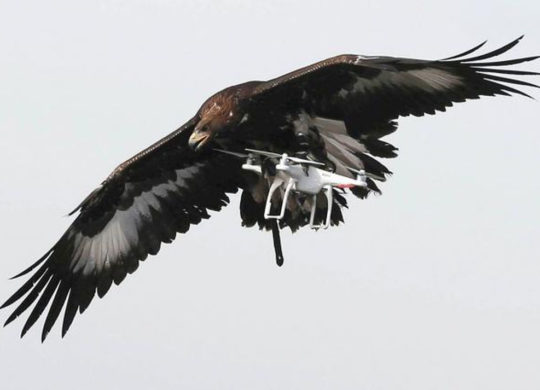l-armee-de-l-air-enrole-des-aigles-royaux-contre-les-drones_0