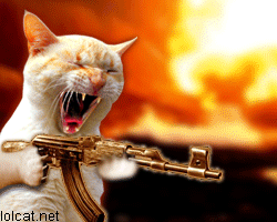 Machine Gun Cat