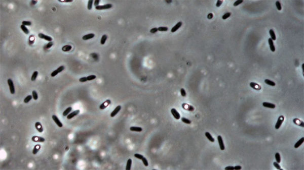 Solibacillus Kalamii 600x337
