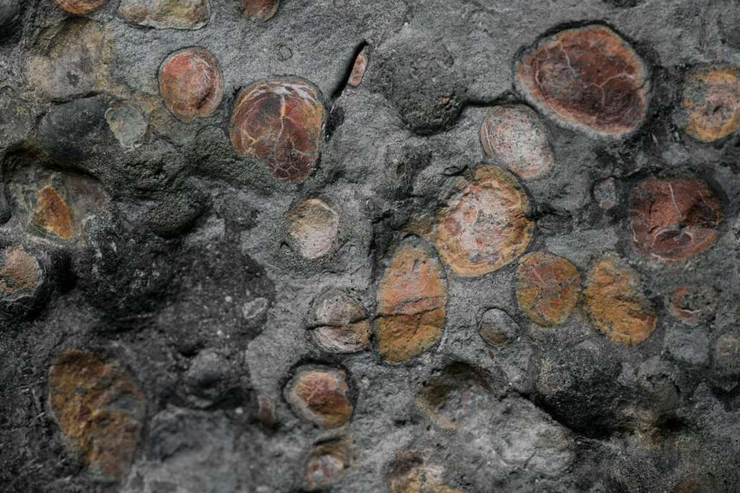 Des paléontologues mettent à jour un "fossile" de dinosaure