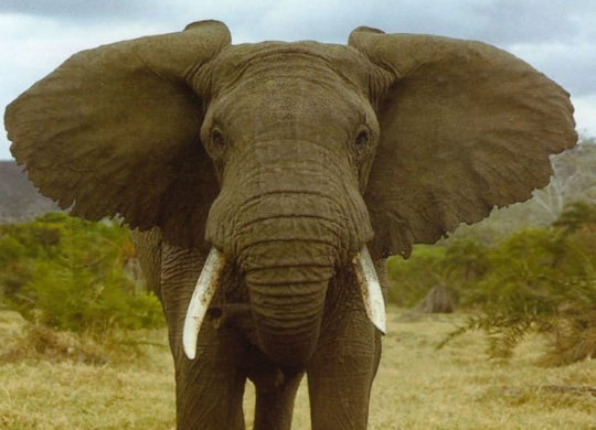 elephant afrique