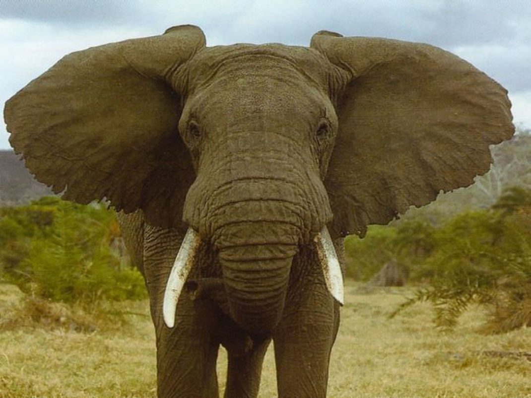 Un site permet de traduire de l'anglais...en éléphant