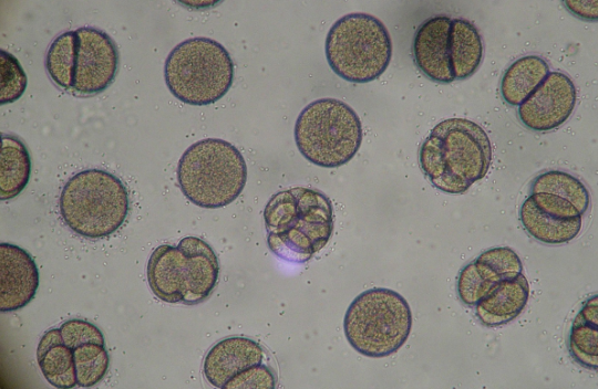 embryo-1-625×352