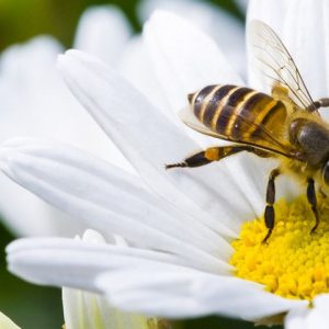 Image article Meta : un projet de centrale nucléaire pour les data-centers d’IA bloqué à cause… des abeilles