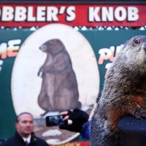 PETA veut remplacer la marmotte de Punxsutawney par une intelligence artificielle
