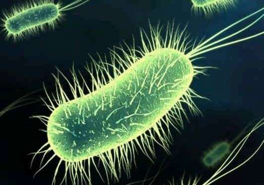 Bacterie