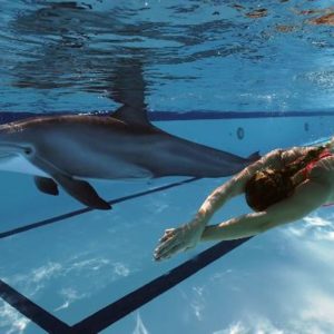 Ces dauphins robots pourraient bientôt remplacer les animaux des parcs aquatiques