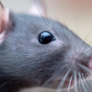 Des chercheurs utilisent des nanoparticules pour redonner la vue& à des rats