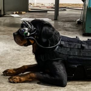 Les chiens de l'armée américaine seront bientôt équipés de lunettes AR