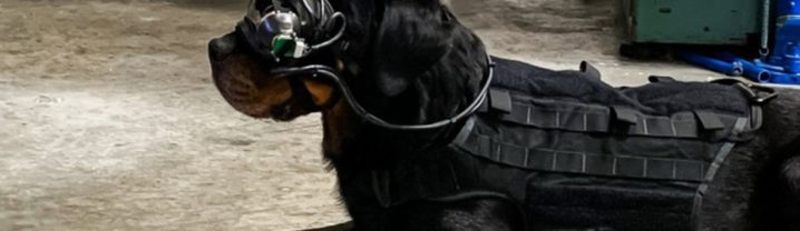 Chiens lunettes AR