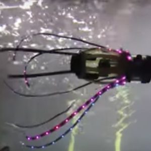 Des chercheurs ont conçu un robot-calamar
