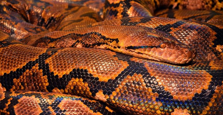 serpent serpent