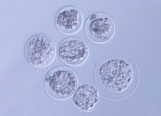111723_si_mouse-embryon