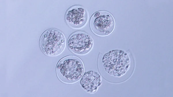 111723 Si Mouse Embryon