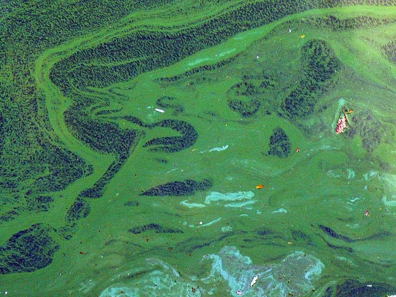 Un étudiant met au point une pile à combustible microbienne pour lutter contre la prolifération des algues bleu-vert