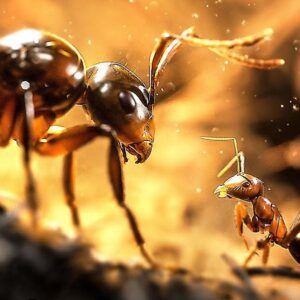 Image article Les Fourmis : 8 minutes de gameplay… pour un jeu Microids enfin réussi ?