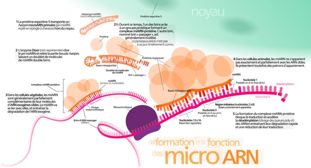 MicroARN