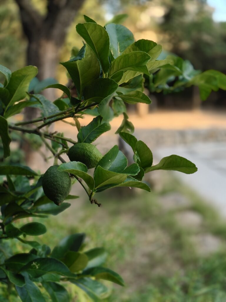Oppo 13 Reno 5g Photo Portrait