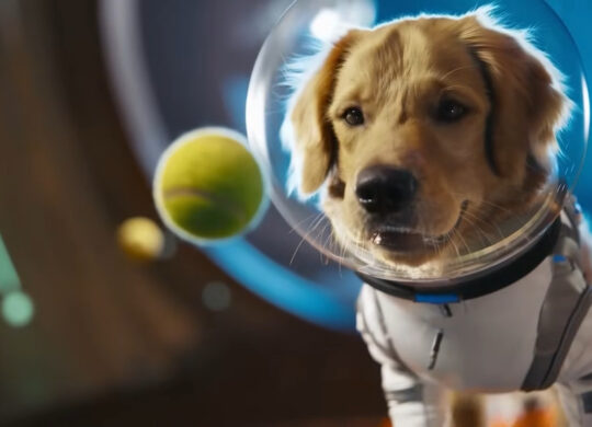 Sora 2 Chien