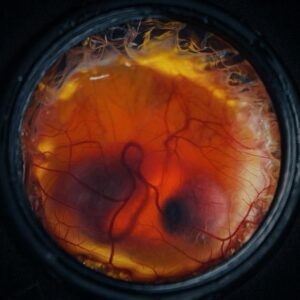 Image article Colossal Biosciences fait éclore des poussins dans un œuf artificiel imprimé en 3D