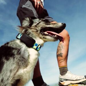 Image article Fi Ultra : le traceur pour chien qui utilise Starlink pour retrouver un animal hors du réseau mobile