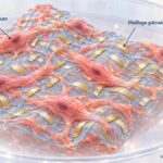 Cellules cardiaques sur maillage piézoélectrique