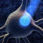 PhotoCP-web-Prix-Nobel-2026-optogenetique