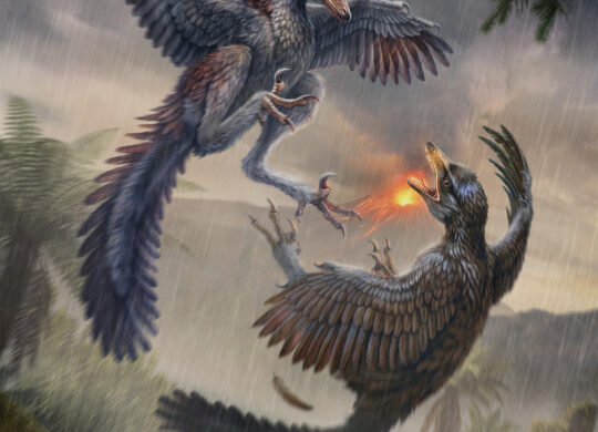 Yuezhuornis-yangyuanensis
